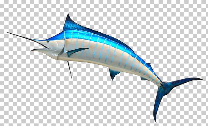 Atlantic Blue Marlin PNG, Clipart, Atlantic Blue Marlin, Billfish, Bony Fish, Clip Art, Dolphin Free PNG Download
