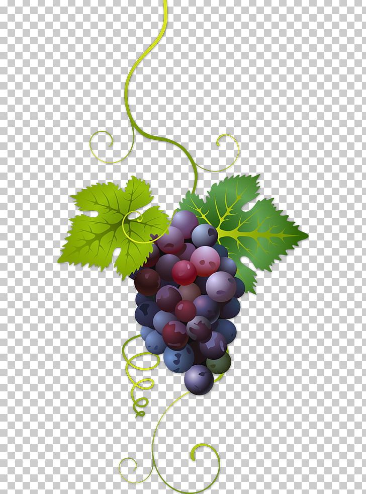 Common Grape Vine Wine PNG, Clipart, Common Grape Vine, Food, Food Drinks, Fruit, Grape Free PNG Download