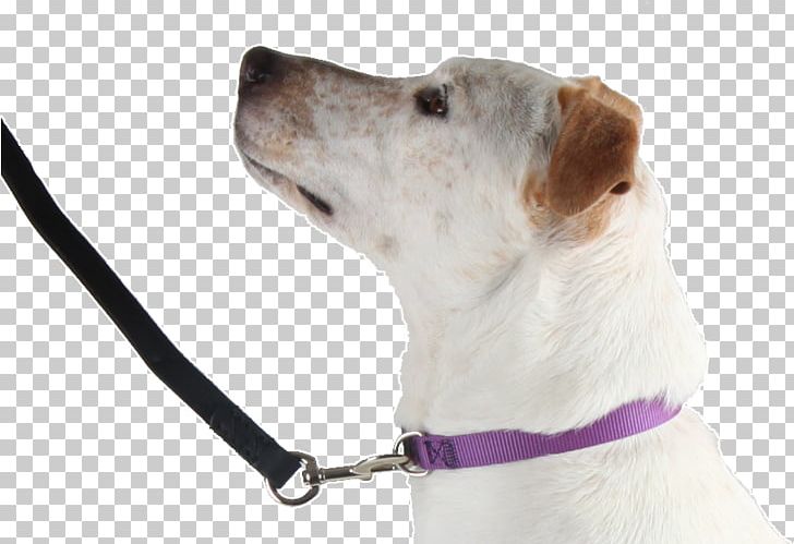Dog Breed Companion Dog Leash Snout PNG, Clipart, Alternative, Animals, Breed, Choke, Collar Free PNG Download