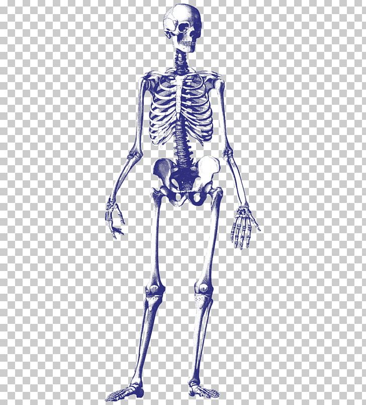 Human Skeleton Drawing Skull PNG, Clipart, Abdomen, Anatomy, Arm, Art, Atlas Free PNG Download