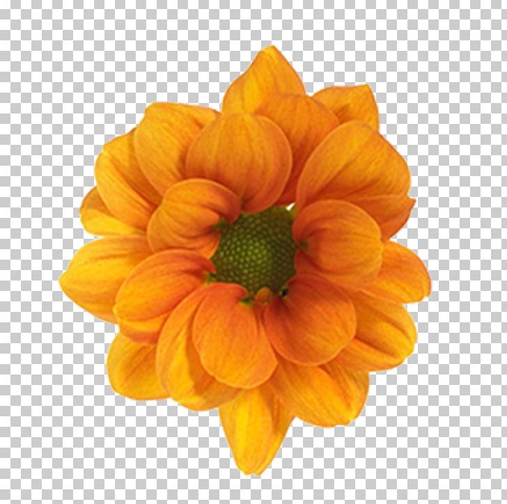 Leningradskaya Zhlobin Dahlia вуліца Леніна Chrysanthemum PNG, Clipart, Annual Plant, Chrysanthemum, Chrysanths, Cut Flowers, Dahlia Free PNG Download