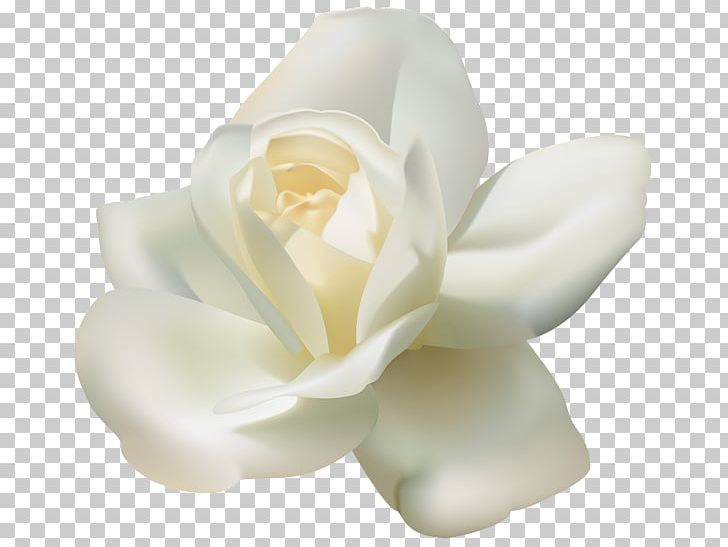 Rose White PNG, Clipart, Art White, Clip Art, Color, Flower, Flowering Plant Free PNG Download