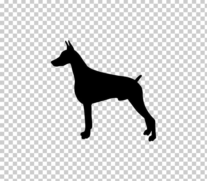 Curly-coated Retriever Flat-Coated Retriever Dobermann Golden Retriever Labrador Retriever PNG, Clipart, Black, Black And White, Breed, Carnivoran, Coat Free PNG Download