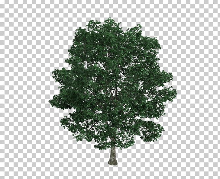 Tilia Platyphyllos Tree Drawing Illustration PNG, Clipart, Autumn Tree, Big, Big Tree, Bodhi, Branch Free PNG Download