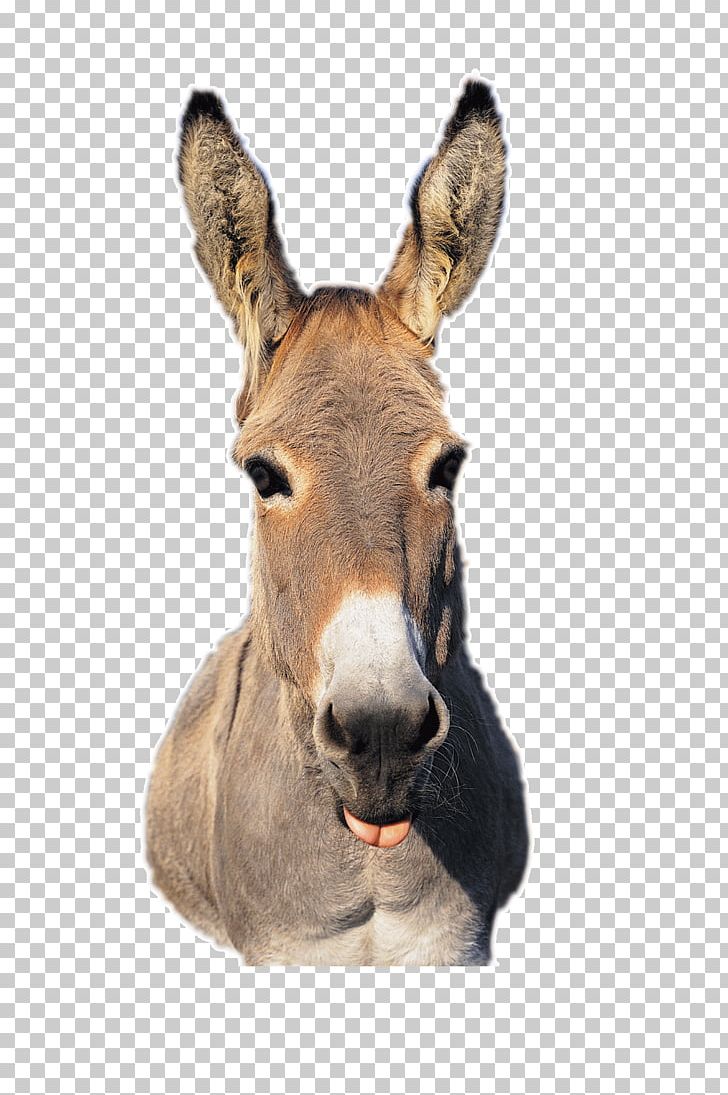 Training Mules And Donkeys: A Logical Approach To Longears. A Guide To Raising & Showing Mules Training Mules And Donkeys: A Logical Approach To Longears. A Guide To Raising & Showing Mules Mare Appaloosa PNG, Clipart, Animal, Appaloosa, Donkey, Fauna, Fur Free PNG Download