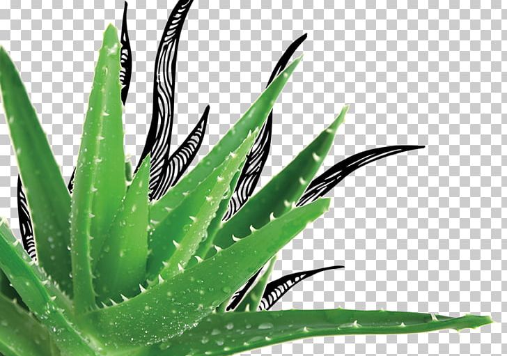 Aloe Vera Gel Plant Herb Pongame Oiltree PNG, Clipart, Abdomen, Adaptogen, Agave, Agave Azul, Aloe Free PNG Download