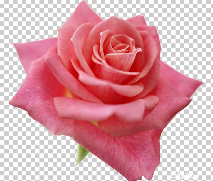 Best Roses Pink Flowers PNG, Clipart, Best Roses, China Rose, Collage, Cut Flowers, Desktop Wallpaper Free PNG Download