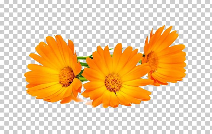 Calendula Officinalis Stock Photography Marigold PNG, Clipart, Bloom, Calendula, Chrysanthemum, Daisy Family, Depositphotos Free PNG Download