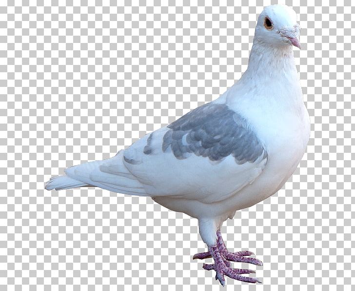 Columbidae Domestic Pigeon Release Dove Bird PNG, Clipart, Animals, Beak, Bird, Charadriiformes, Columbidae Free PNG Download