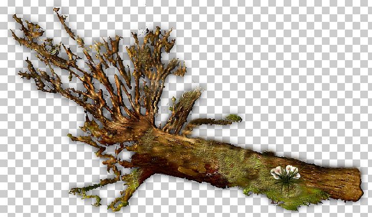 Twig Wood Tree Branch Trunk PNG, Clipart, Be Cool, Be Good, Branch, Enough, Fallen Free PNG Download