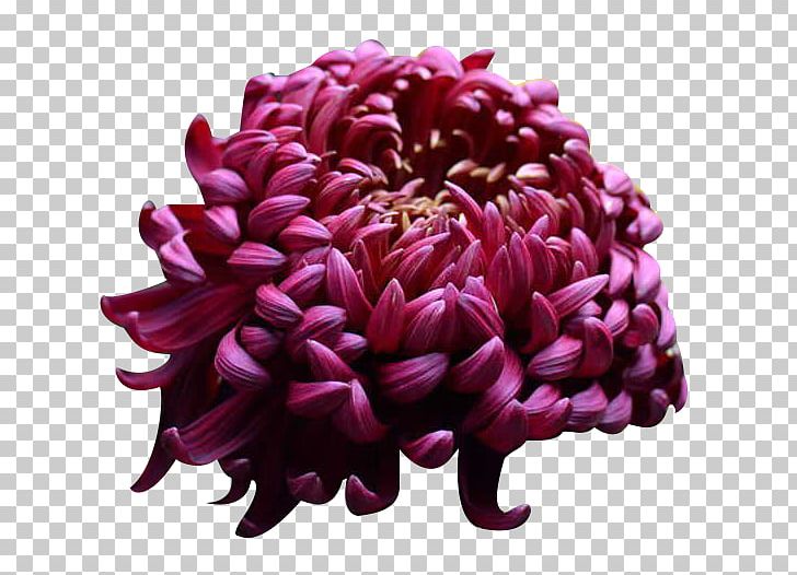 U4e2du56fdu83cau82b1 Chrysanthemum Xd7grandiflorum Four Gentlemen Ink PNG, Clipart, Chrysanthemum, Chrysanthemum Xd7grandiflorum, Chrysanths, Color Ink, Color Ink Splash Free PNG Download