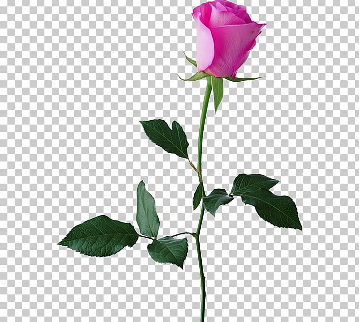 Black Rose PNG, Clipart, Black Rose, Branch, Bud, Cut Flowers, Desktop Wallpaper Free PNG Download