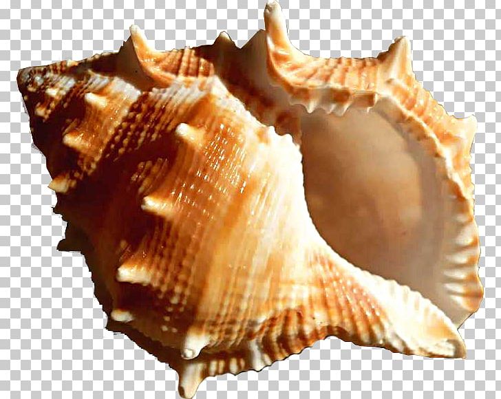Conch Hotel Seashell Cockle PNG, Clipart, Animal Source Foods, Avatan, Avatan Plus, Beach, Clam Free PNG Download