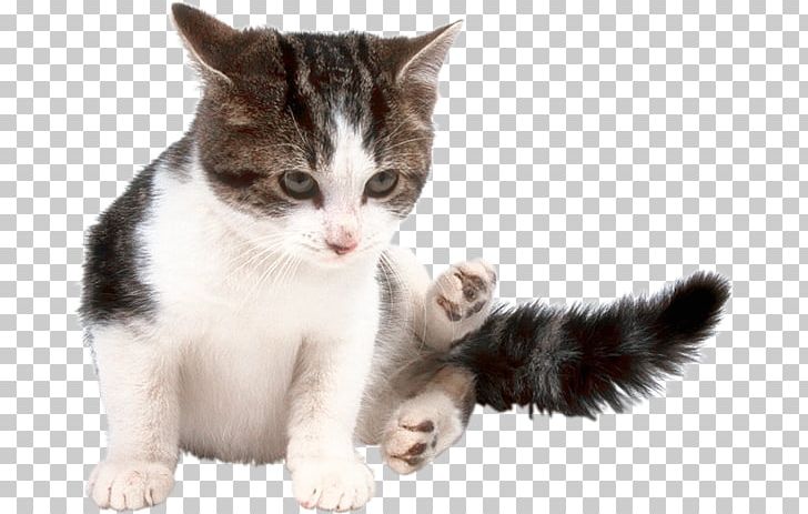 Kitten American Wirehair European Shorthair Aegean Cat Domestic Short-haired Cat PNG, Clipart, Aegean Cat, American Wirehair, Animals, Carnivoran, Cat Free PNG Download