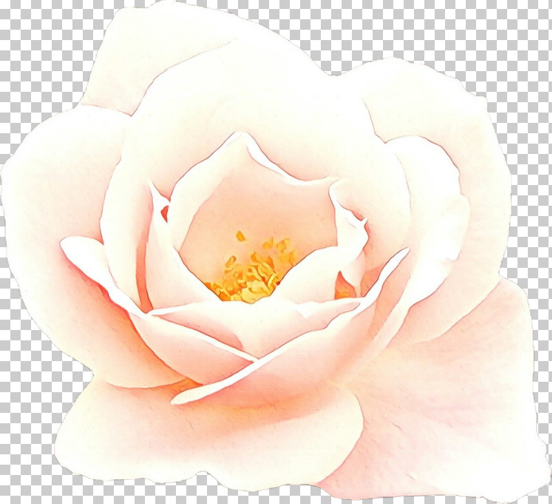 Garden Roses PNG, Clipart, Camellia, Floribunda, Flower, Garden Roses, Hybrid Tea Rose Free PNG Download
