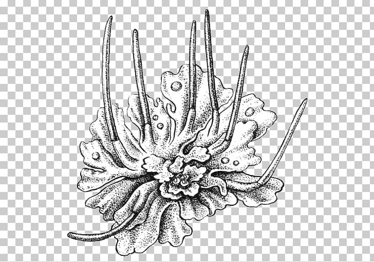 Anthoceros Fusiformis Anthoceros Agrestis Anthocerotopsida Phaeoceros Laevis Plants PNG, Clipart, Artwork, Biology, Black And White, Body Jewelry, Cryptogams Free PNG Download