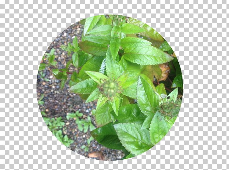 Basil Herbalism Leaf PNG, Clipart, Basil, Herb, Herbal, Herbalism, Leaf Free PNG Download