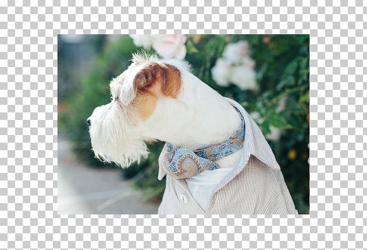 Dog Breed Shih Tzu Companion Dog Dog Clothes PNG, Clipart, Breed, Clothing, Companion Dog, Dog, Dog Breed Free PNG Download