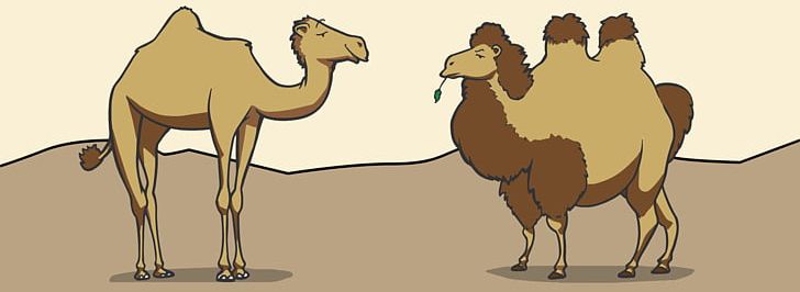 Dromedary Bactrian Camel Morocco Pack Animal PNG, Clipart, Animal, Animal Figure, Animals, Arabian Camel, Bactrian Camel Free PNG Download