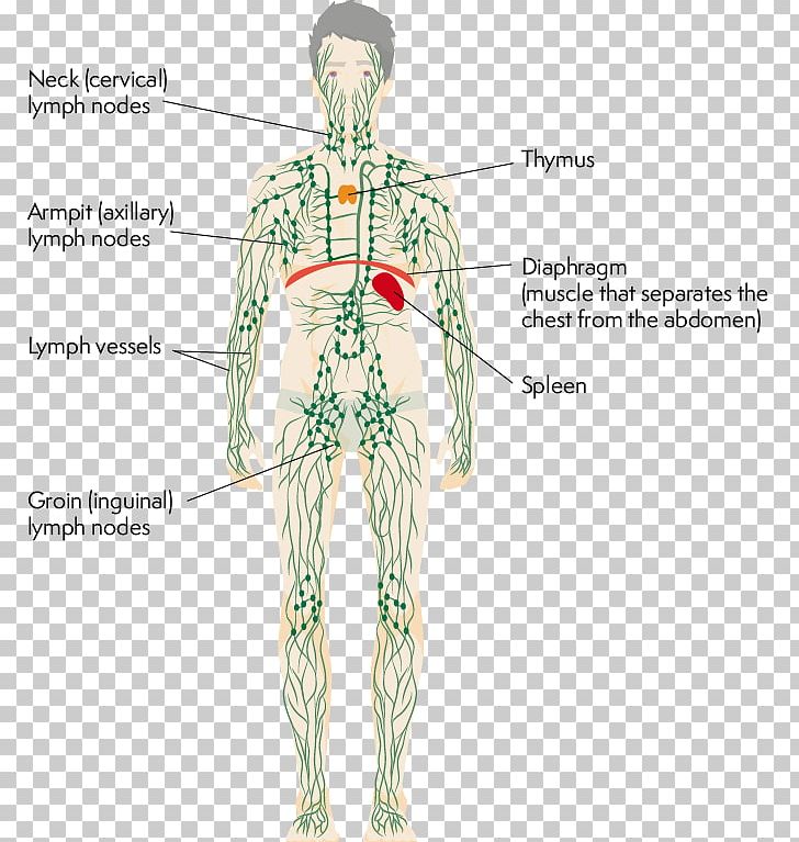 Lymphatic System Human Body Thymus Physiology PNG, Clipart, Anatomy, Costume Design, Function, Human, Human Anatomy Free PNG Download