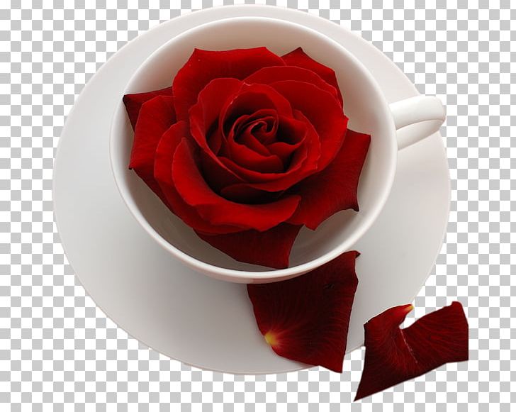 Rose Wish Desktop Flower PNG, Clipart, Birthday, Coffee Cup, Cup, Cut Flowers, David Ch Austin Free PNG Download