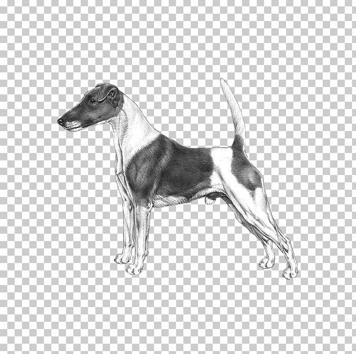 Dog Breed Whippet Italian Greyhound Sloughi Harrier PNG, Clipart, Azawakh, Black And White, Brazilian Terrier, Carnivoran, Dog Free PNG Download