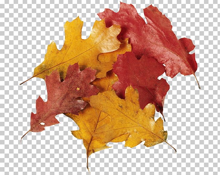 Oak Leaf Cluster Maple Leaf PNG, Clipart, Autumn, Desktop Wallpaper, Digital Image, Display Resolution, Leaf Free PNG Download