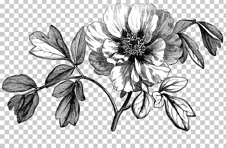 Peony Botany Drawing PNG, Clipart, Artwork, Black And White, Botany, Branch, Chrysanths Free PNG Download