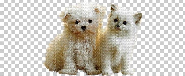 Puppy Pomeranian Kitten Cat Maltese Dog PNG, Clipart, Animals, Breed, Carnivoran, Cat, Cat Like Mammal Free PNG Download