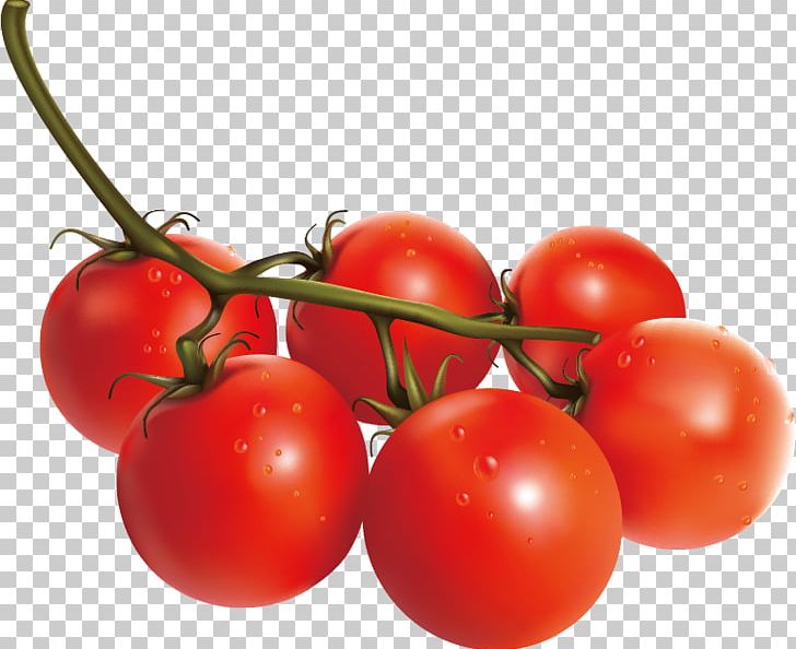 Tomato Vegetable Italian Cuisine PNG, Clipart, Bush Tomato, Cartoon, Cherry, Cherry Tomato, Diet Food Free PNG Download