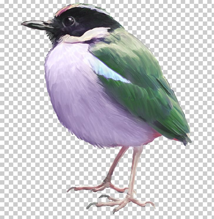 Bird Portable Network Graphics Photography Illustration PNG, Clipart, Animal, Animals, Beak, Bird, Bird Bird Free PNG Download