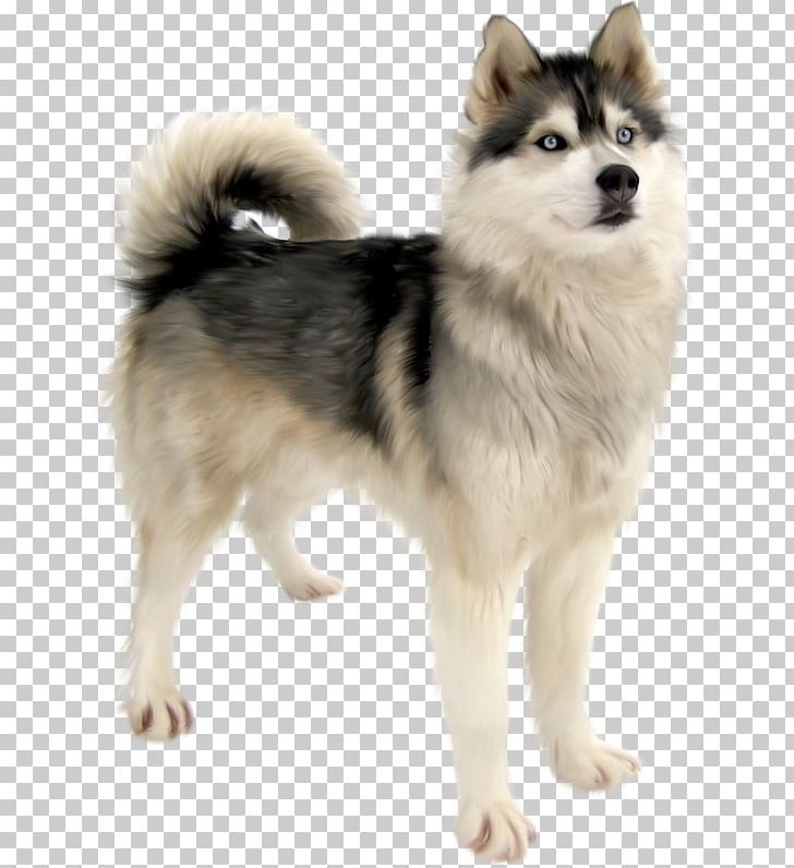 Cute Dog PNG, Clipart, Animal, Cute Clipart, Dog Clipart, Housekeeping, Huskies Free PNG Download