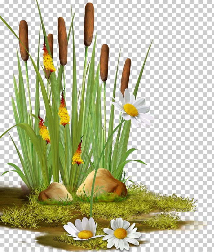 Reed Photography PNG, Clipart, Common Reed, Download, Floral Design, Floristry, Flower Free PNG Download