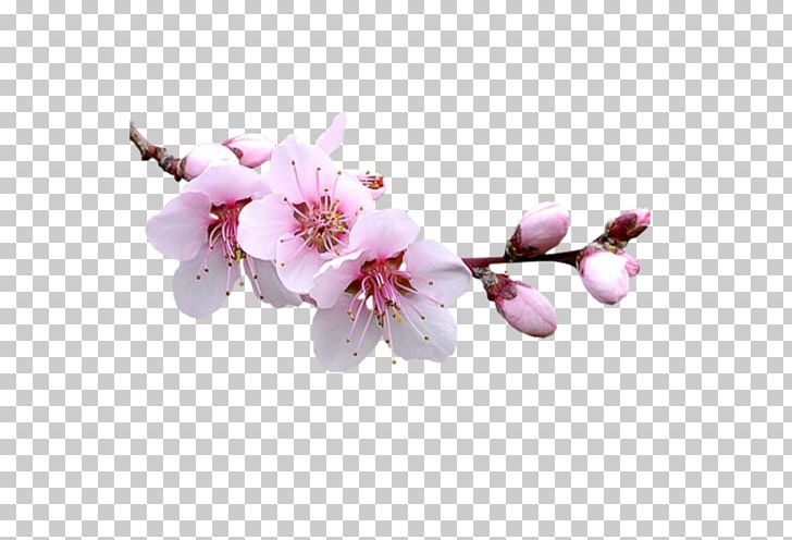 Almond Blossoms Flower PNG, Clipart, Aceite De Almendras Dulces, Almond, Almond Blossoms, Blossom, Branch Free PNG Download