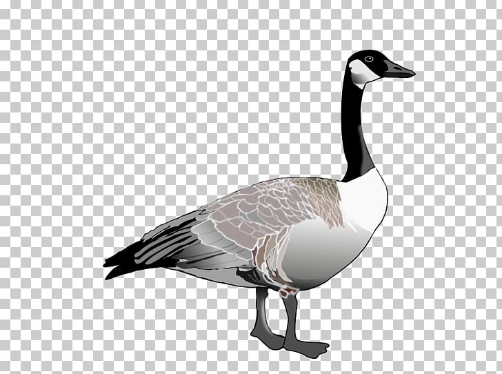 Canada Goose Duck Anser PNG, Clipart, Anatidae, Animals, Anser, Anseriformes, Beak Free PNG Download