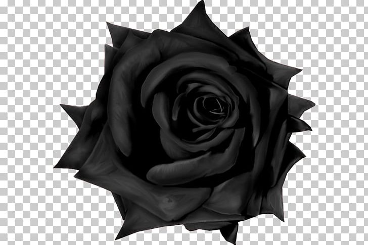 Garden Roses Gothic Goths PNG, Clipart, Black, Black And White, Blackletter, Blue Rose, Cut Flowers Free PNG Download