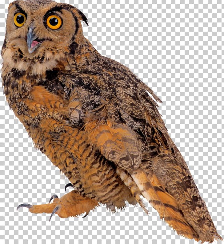 Great Grey Owl Bird Eurasian Eagle-owl PNG, Clipart, Animals, Beak, Bird, Bird Of Prey, Collage Free PNG Download