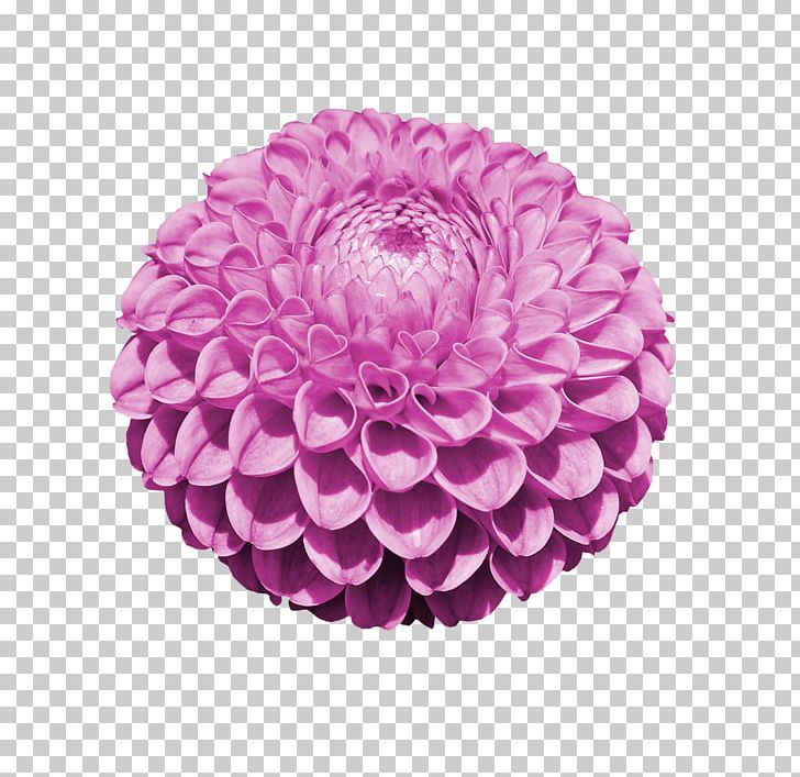 Dahlia Cut Flowers Reprodukce Stock Photography PNG, Clipart, Chrysanths, Cut Flowers, Dahlia, Daisy Family, Deviantart Free PNG Download