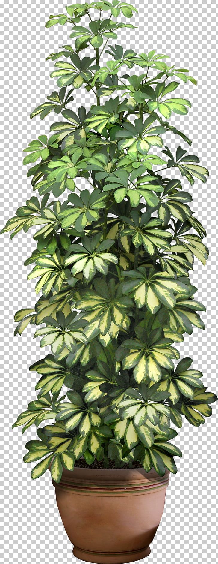 Fiddle-leaf Fig Weeping Fig Houseplant Flowerpot PNG, Clipart, Desktop Wallpaper, Evergreen, Fiddleleaf Fig, Fiddle Leaf Fig, Fig Trees Free PNG Download