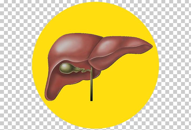 Medicine Naturopathy Alcoholism Disease Hepatitis PNG, Clipart ...