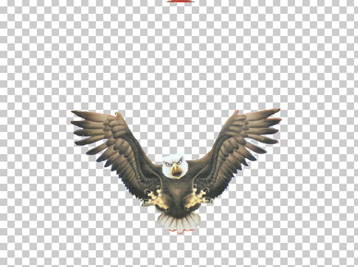 Bald Eagle Buzzard Beak PNG, Clipart, Accipitriformes, Animals, Bald Eagle, Beak, Bird Free PNG Download
