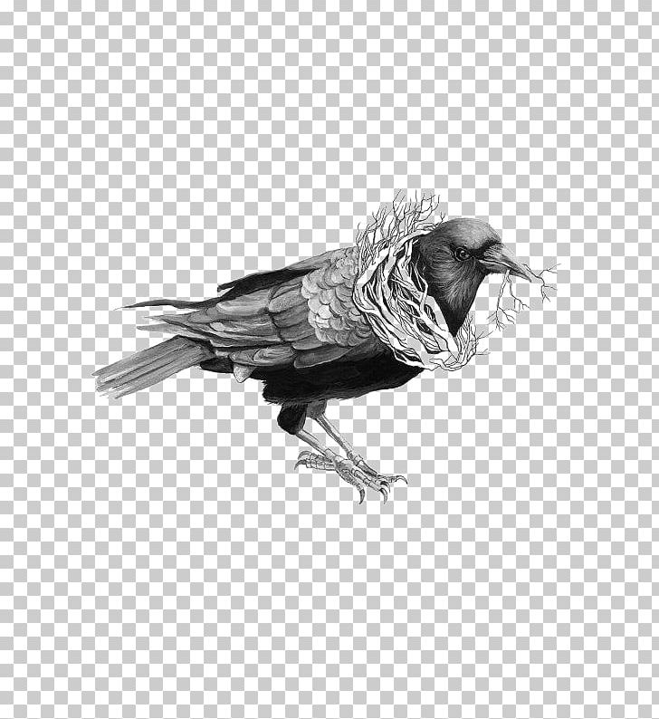 Common Raven Bird Drawing Illustration PNG, Clipart, Art, Beak, Bird, Birds, Black And White Free PNG Download