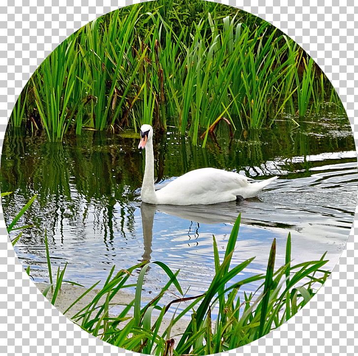 Cygnini Goose Duck Water Resources Ecosystem PNG, Clipart, Animals, Beak, Bird, Cygnini, Duck Free PNG Download