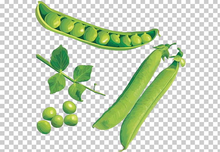 Pea Vegetable PNG, Clipart, Adobe Illustrator, Banana, Bean, Butterfly Pea, Butterfly Pea Flower Free PNG Download