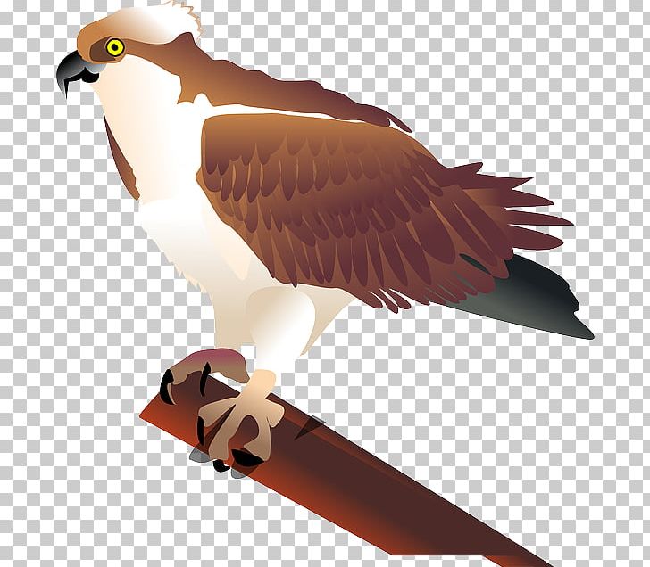 Bird Seahawk PNG, Clipart, Accipitriformes, Animals, Beak, Bird, Bird Of Prey Free PNG Download