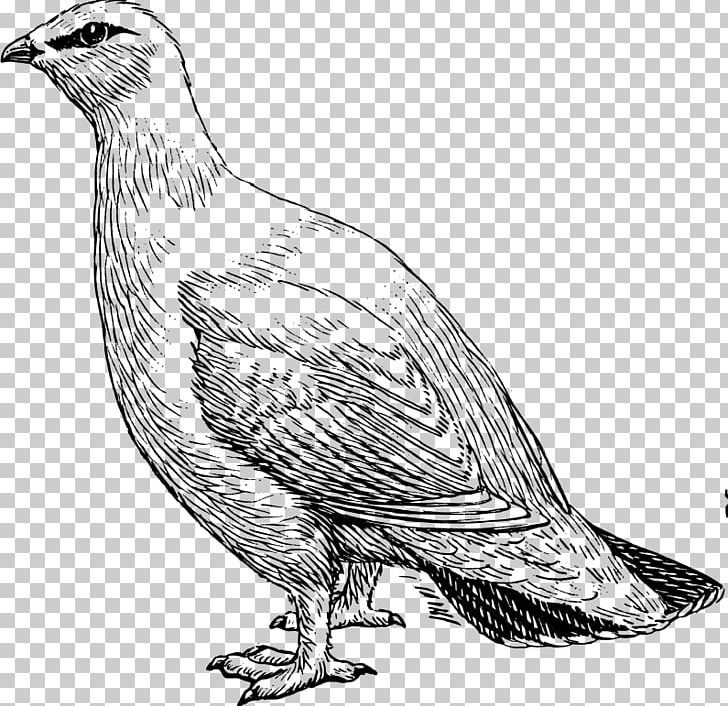 Bird Willow Ptarmigan Rock Ptarmigan PNG, Clipart, Animal, Animals, Art, Beak, Bird Free PNG Download