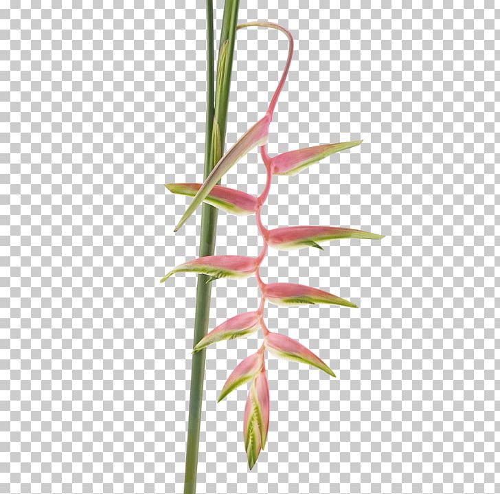 Flower Sweet Grass Beefsteak Lobster-claws Musa Ornata PNG, Clipart, Beef, Beefsteak, Flora, Flower, Flowering Plant Free PNG Download