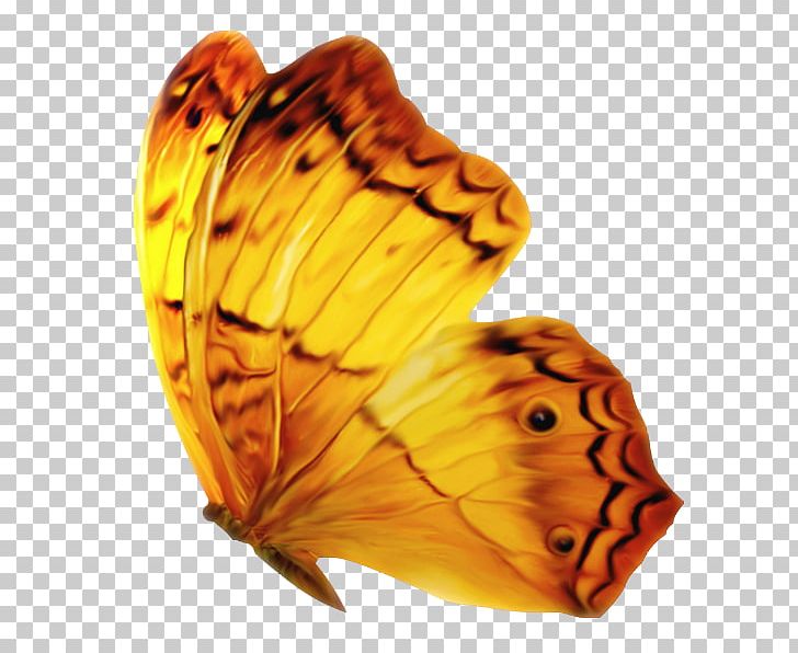 Monarch Butterfly Insect PNG, Clipart, Animal, Arthropod, Blog, Brush Footed Butterfly, Butterflies And Moths Free PNG Download