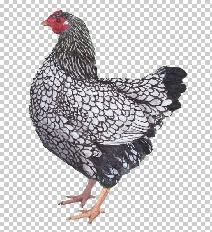 Rooster Rosecomb Kifaranga Hen PNG, Clipart, Beak, Bird, Chicken, Chicken M, Easter Free PNG Download
