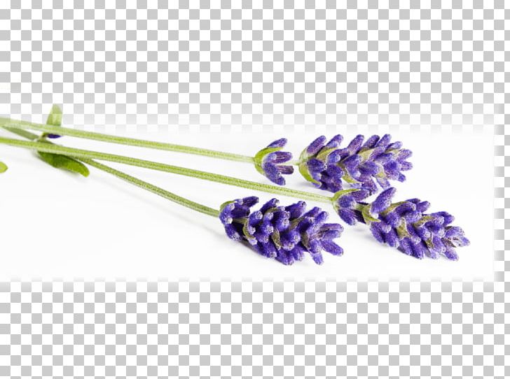 Lavender Lavander Field Stock Photography PNG, Clipart, Field, Flower, Flowering Plant, Lavande, Lavander Free PNG Download